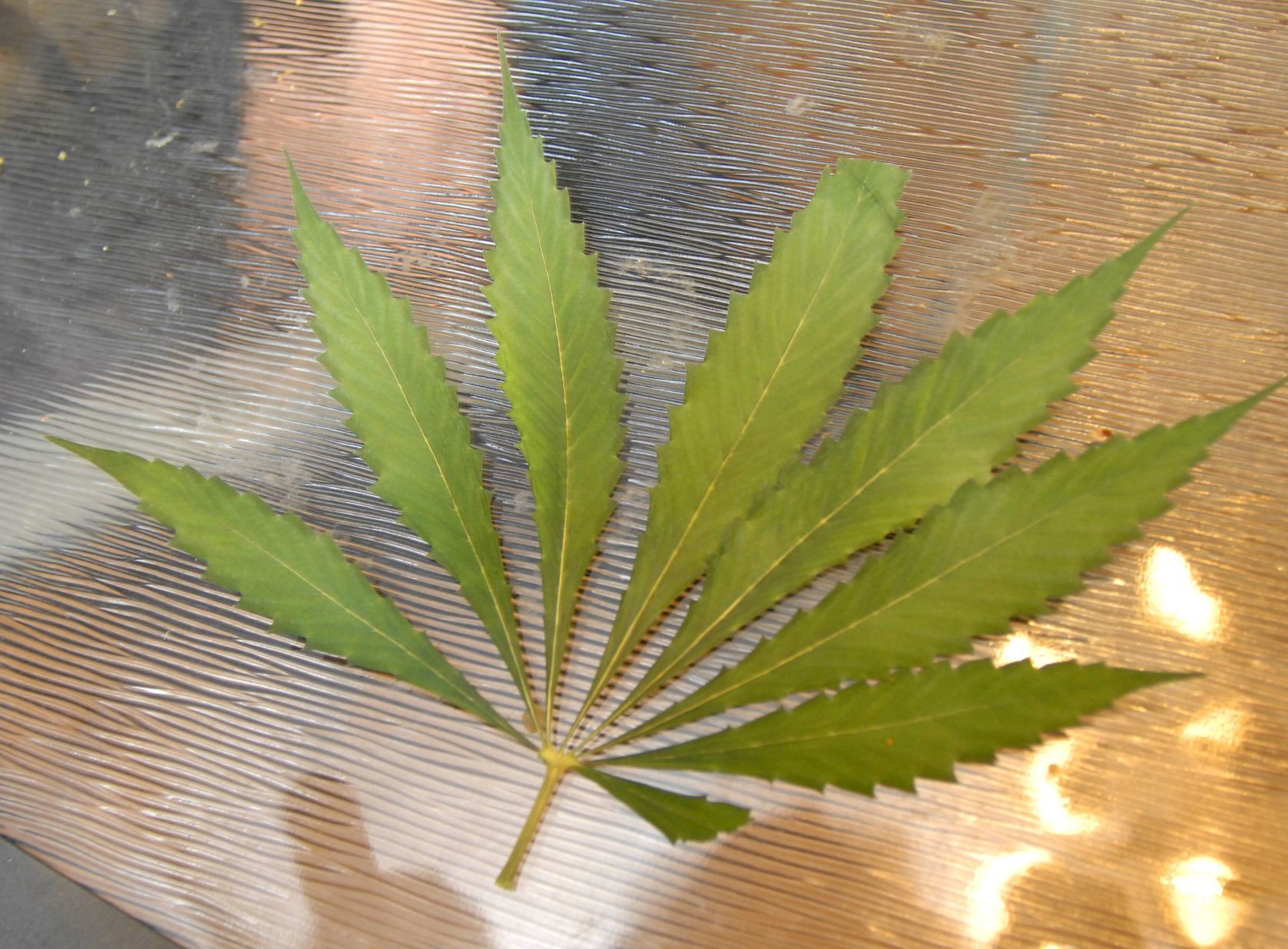 020920-blm-loc-6potsunday